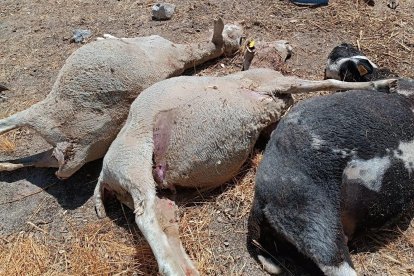 Ovejas atacadas por los lobos