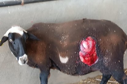 Una de las ovejas atacada por los lobos