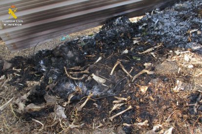 Huesos de algunas cabras en el suelo quemado por el incendio.
