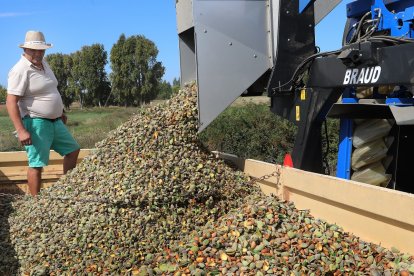 Cosecha de almedras en San Cebrián de Campos, Palencia. -ICAL