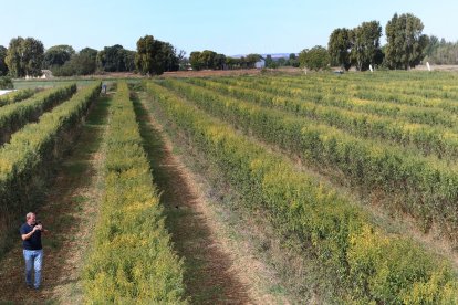 Cosecha de almedras en San Cebrián de Campos, Palencia. -ICAL