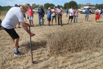 Homenaje a la tradición y a las labores agrícolas en la Fiesta de la Trilla en la localidad palentina de Castrillo de Villavega (Palencia) .-ICAL