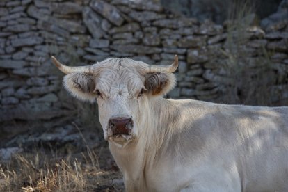 Ejemplares afectados por la Enfermedad Hemorrágica Epizoótica en la explotación ganadera de José Ramón Tejedor en Almeida de Sayago.- ICAL