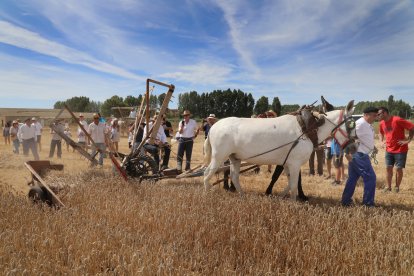 Homenaje a la tradición y a las labores agrícolas en la Fiesta de la Trilla en la localidad palentina de Castrillo de Villavega (Palencia) .-ICAL