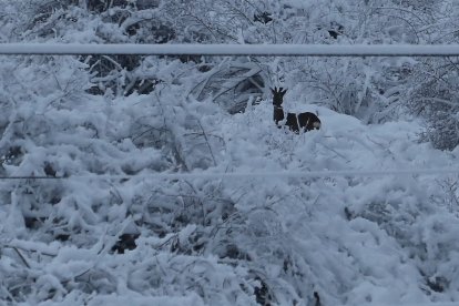 Temporal de nieve en el Bierzo.- ICAL