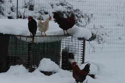Temporal de nieve en el Bierzo.- ICAL