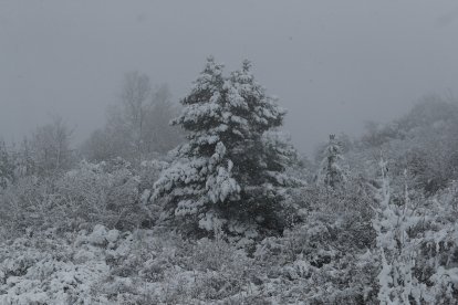 Temporal de nieve en el Bierzo.- ICAL