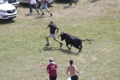 Miles de personas acuden al monte Valonsadero para presenciar la salida de doce toros y la traída del ganado hasta la plaza de toros de la ciudad.-GONZALO MONTESEGURO / MARIO TEJEDOR