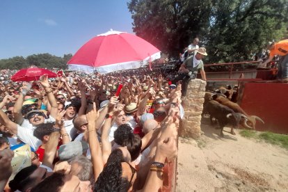 Miles de personas acuden al monte Valonsadero para presenciar la salida de doce toros y la traída del ganado hasta la plaza de toros de la ciudad.-GONZALO MONTESEGURO / MARIO TEJEDOR