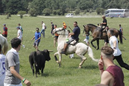 Miles de personas acuden al monte Valonsadero para presenciar la salida de doce toros y la traída del ganado hasta la plaza de toros de la ciudad.-GONZALO MONTESEGURO / MARIO TEJEDOR
