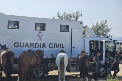 Miles de personas acuden al monte Valonsadero para presenciar la salida de doce toros y la traída del ganado hasta la plaza de toros de la ciudad.-GONZALO MONTESEGURO / MARIO TEJEDOR