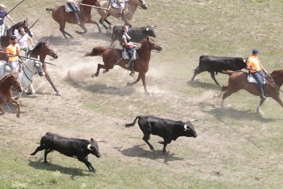Miles de personas acuden al monte Valonsadero para presenciar la salida de doce toros y la traída del ganado hasta la plaza de toros de la ciudad.-GONZALO MONTESEGURO / MARIO TEJEDOR