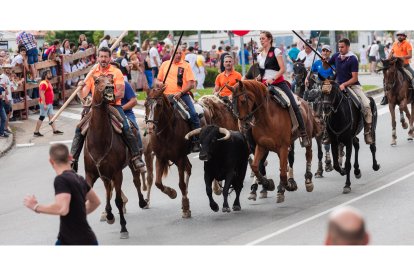 Miles de personas acuden al monte Valonsadero para presenciar la salida de doce toros y la traída del ganado hasta la plaza de toros de la ciudad.-ICAL