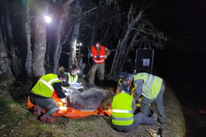 Capturan al primer oso pardo en la montaña de Palencia, una acción de la Junta que es parte del Plan de Radiomarcaje. El proyecto persigue propiciar la convivencia entre la especie y los humanos en la Cordillera Cantábrica así como la mejora de la conservación de la especie. El operativo desplegado instaló un collar con GPS para realizar un seguimiento del ejemplar por geolocalización. - E. M.