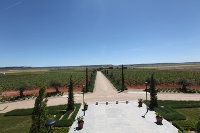 Viñedos de la bodega Heredad de Urueña, en Morales de Toro (Zamora). -E.M.