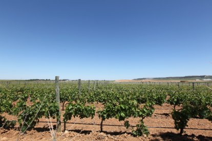 Viñedos de la bodega Heredad de Urueña, en Morales de Toro (Zamora). -E.M.