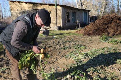 José Carlos González recoge nabos en una parcela cerca de Monzón de Campos (Palencia).- ICAL