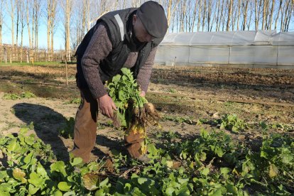 José Carlos González recoge nabos en una parcela cerca de Monzón de Campos (Palencia).- ICAL