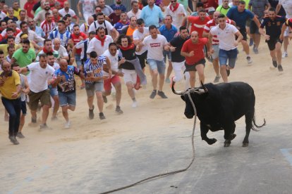 Toro enmaromado de Benavente