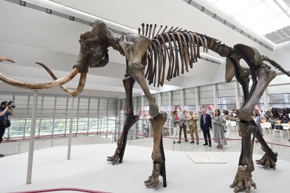 Presentación de la exposición temporal 'Un mamut en Burgos' por parte del consejero de Cultura, Turismo y Deporte, Gonzalo Santonja, y el director científico del MEH y comisario de la exposición, Juan Luis Arsuaga.-ICAL
