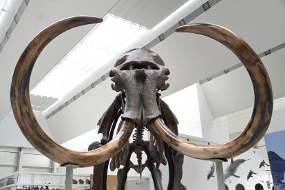 Presentación de la exposición temporal 'Un mamut en Burgos' por parte del consejero de Cultura, Turismo y Deporte, Gonzalo Santonja, y el director científico del MEH y comisario de la exposición, Juan Luis Arsuaga.-ICAL
