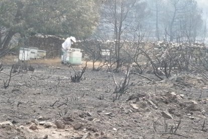 Las colmenas también se calcinaron y las abejas murieron asfixiadas.- A. Calvo