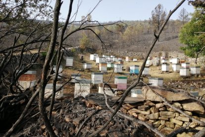 Las colmenas destrozadas por el incendio .- A. Calvo