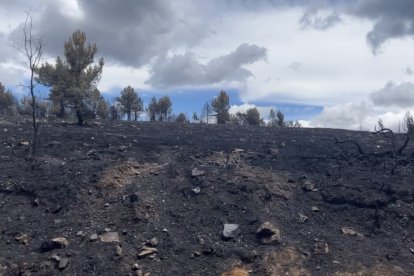 Los rastros del fuego cubren casi todo el paisaje de la Sierra de la Culebra.- A. Calvo