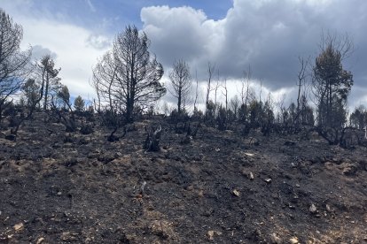 Más de 30.800 hectáreas de masa forestal se han quemado en el incendio de la Sierra de la Culebra, en Zamora.- A. Calvo