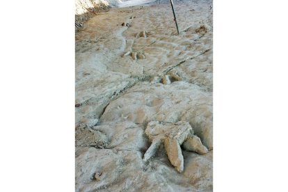 La huella de un carnívoro esculpida por la naturaleza y que la erosión saco a la luz.