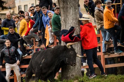 Carnaval del Toro de Ciudad Rodrigo.- ICAL
