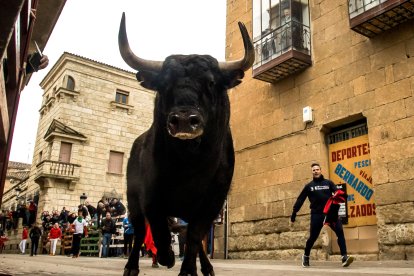 Carnaval del Toro de Ciudad Rodrigo.- ICAL
