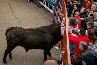 Carnaval del Toro de Ciudad Rodrigo.- ICAL