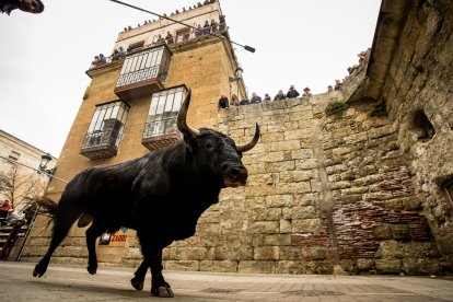 Carnaval del Toro de Ciudad Rodrigo.- ICAL