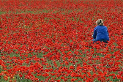 Campo de amapolas en la provincia de Valladolid. -ICAL