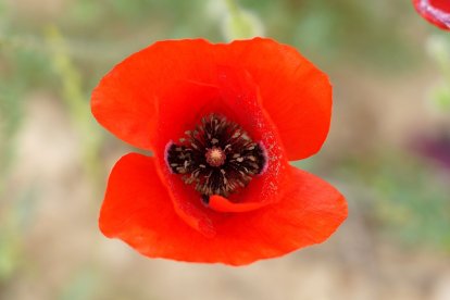 Campo de amapolas en la provincia de Valladolid. -ICAL