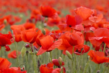 Campo de amapolas en la provincia de Valladolid. -ICAL