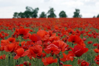 Campo de amapolas en la provincia de Valladolid. -ICAL