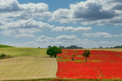 Campo de amapolas en la provincia de Valladolid. -ICAL