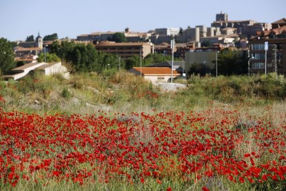 El campo de Castilla y León se tiñe de rojo. Campo de amapolas en Ávila. -ICAL