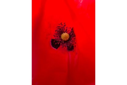 El campo de Castilla y León se tiñe de rojo. Campo de amapolas en Ávila. -ICAL