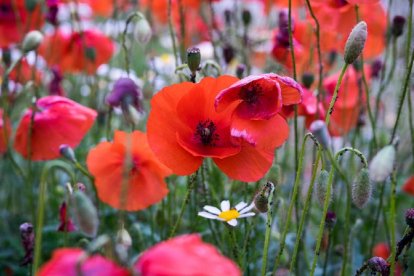 El campo de Castilla y León se tiñe de rojo. Campo de amapolas en Salamanca. -ICAL