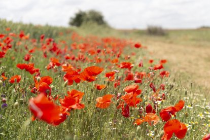 El campo de Castilla y León se tiñe de rojo. Campo de amapolas en Zamora. -ICAL