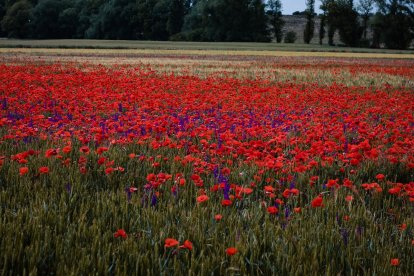 El campo de Castilla y León se tiñe de rojo. Campo de amapolas en Soria. -ICAL
