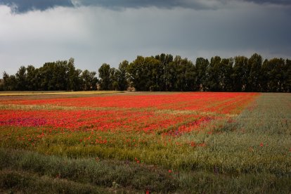 El campo de Castilla y León se tiñe de rojo. Campo de amapolas en Soria. -ICAL