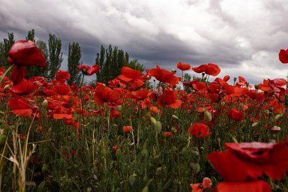 El campo de Castilla y León se tiñe de rojo. Campo de amapolas en Soria. -ICAL