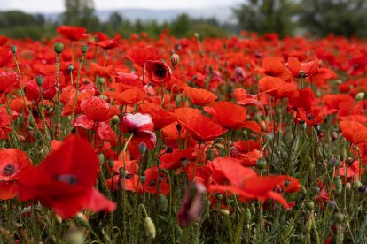 El campo de Castilla y León se tiñe de rojo. Campo de amapolas en Soria. -ICAL