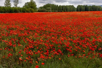El campo de Castilla y León se tiñe de rojo. Campo de amapolas en Soria. -ICAL