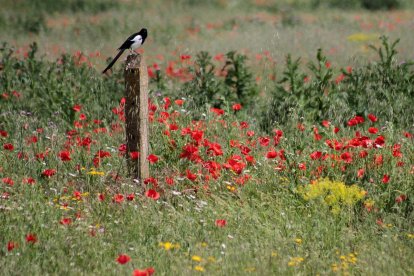 El campo de Castilla y León se tiñe de rojo. Campo de amapolas en León
 
El campo de Castilla y León se tiñe de rojo. Campo de amapolas en León. -LEÓN