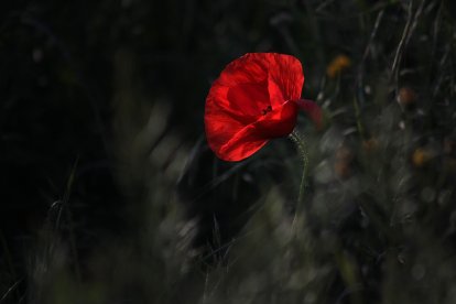 El campo de Castilla y León se tiñe de rojo. Campo de amapolas en León. -LEÓN